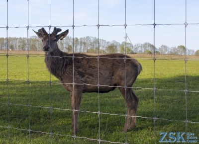 Waldnetz